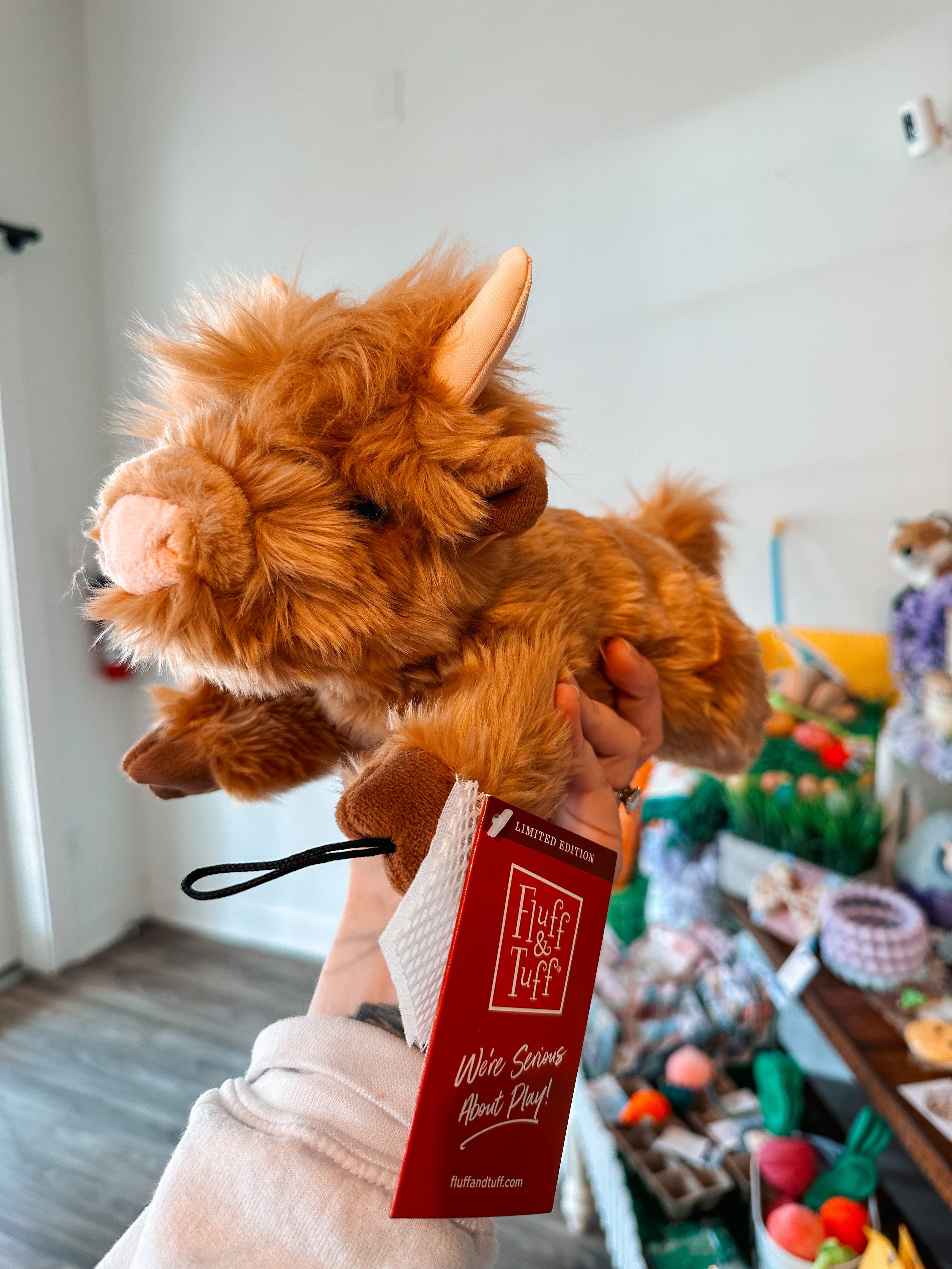 Highland Shaggy Cow - Modern Companion