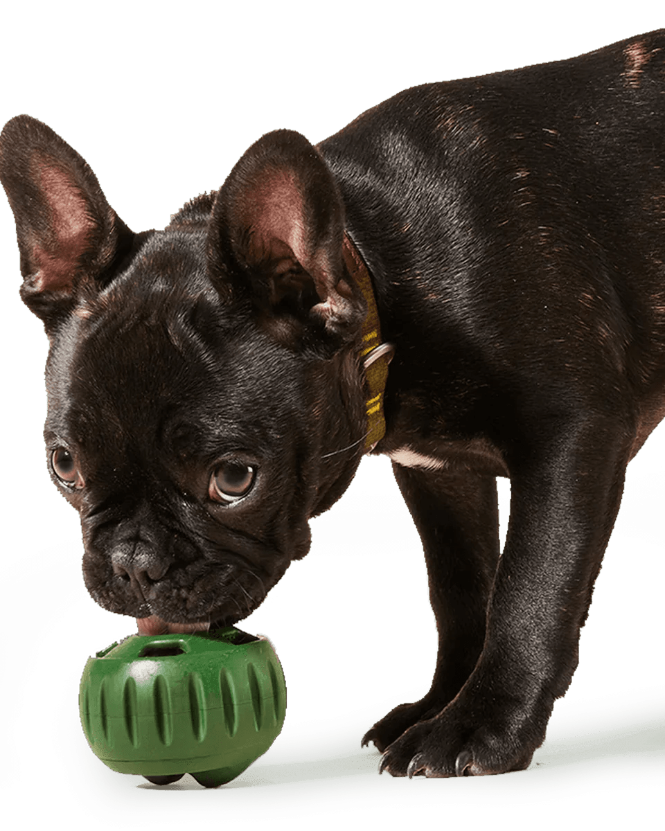 Limited Edition Lavender Pupsicle - Modern Companion