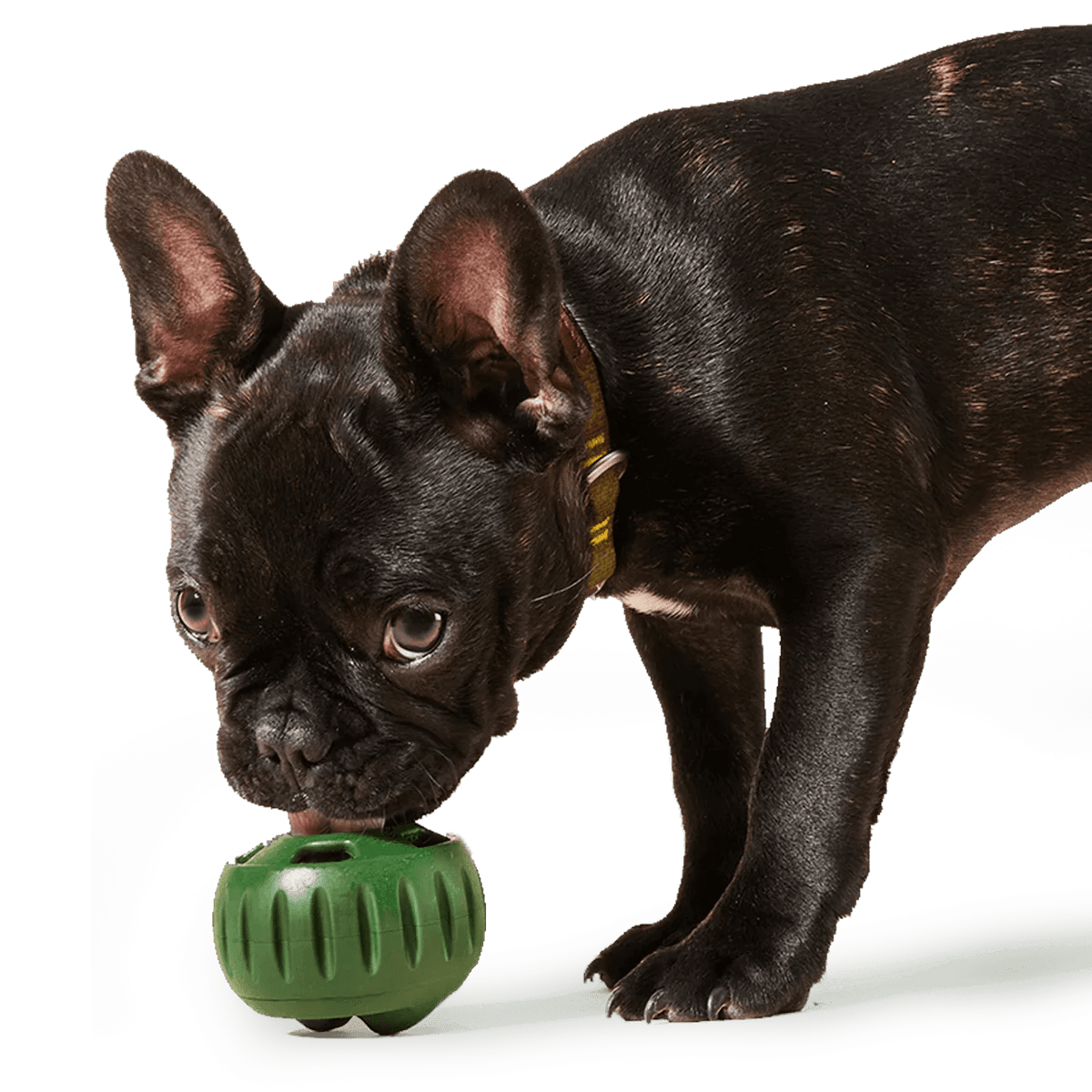 Limited Edition Lavender Pupsicle - Modern Companion