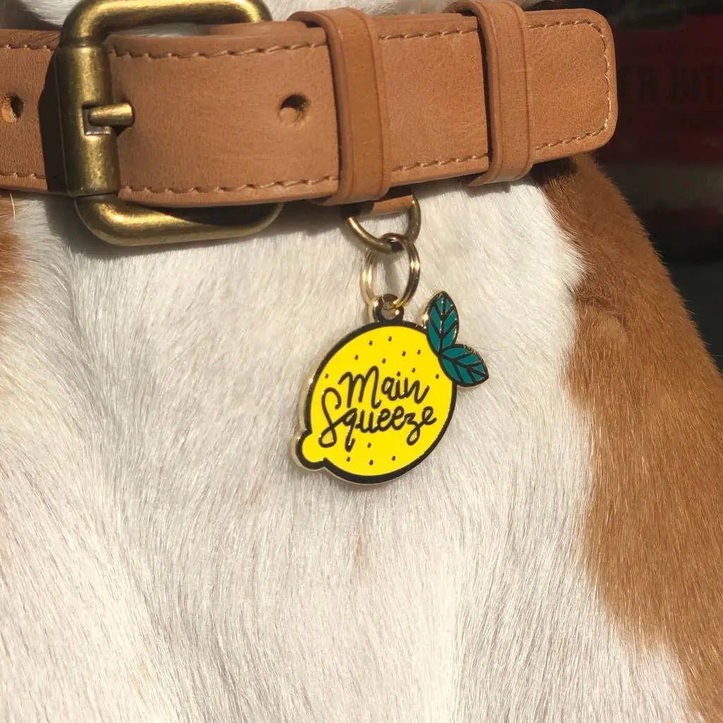 Main Squeeze Pet ID Tag - Modern Companion