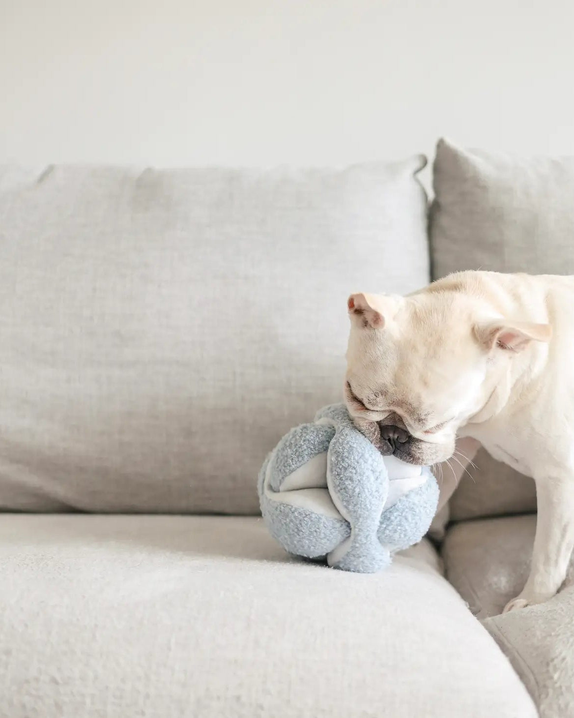 Monti Dog Toy - Modern Companion