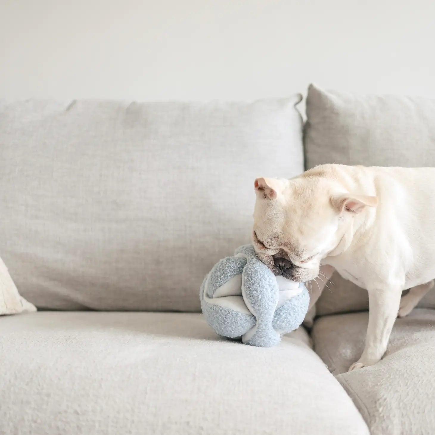 Monti Dog Toy - Modern Companion
