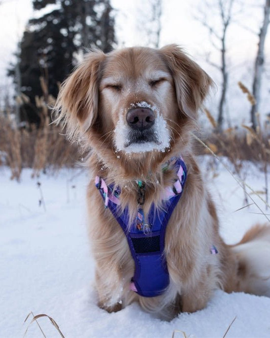 Mt. Milly Harness - Modern Companion