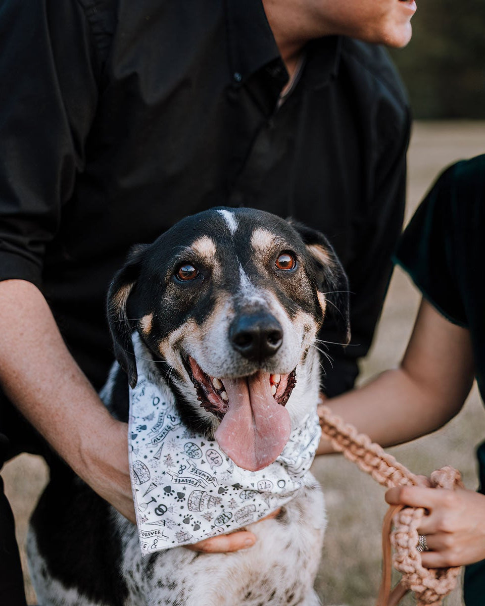 Paws in Love Bandana - Modern Companion