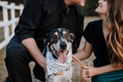 Paws in Love Bandana - Modern Companion
