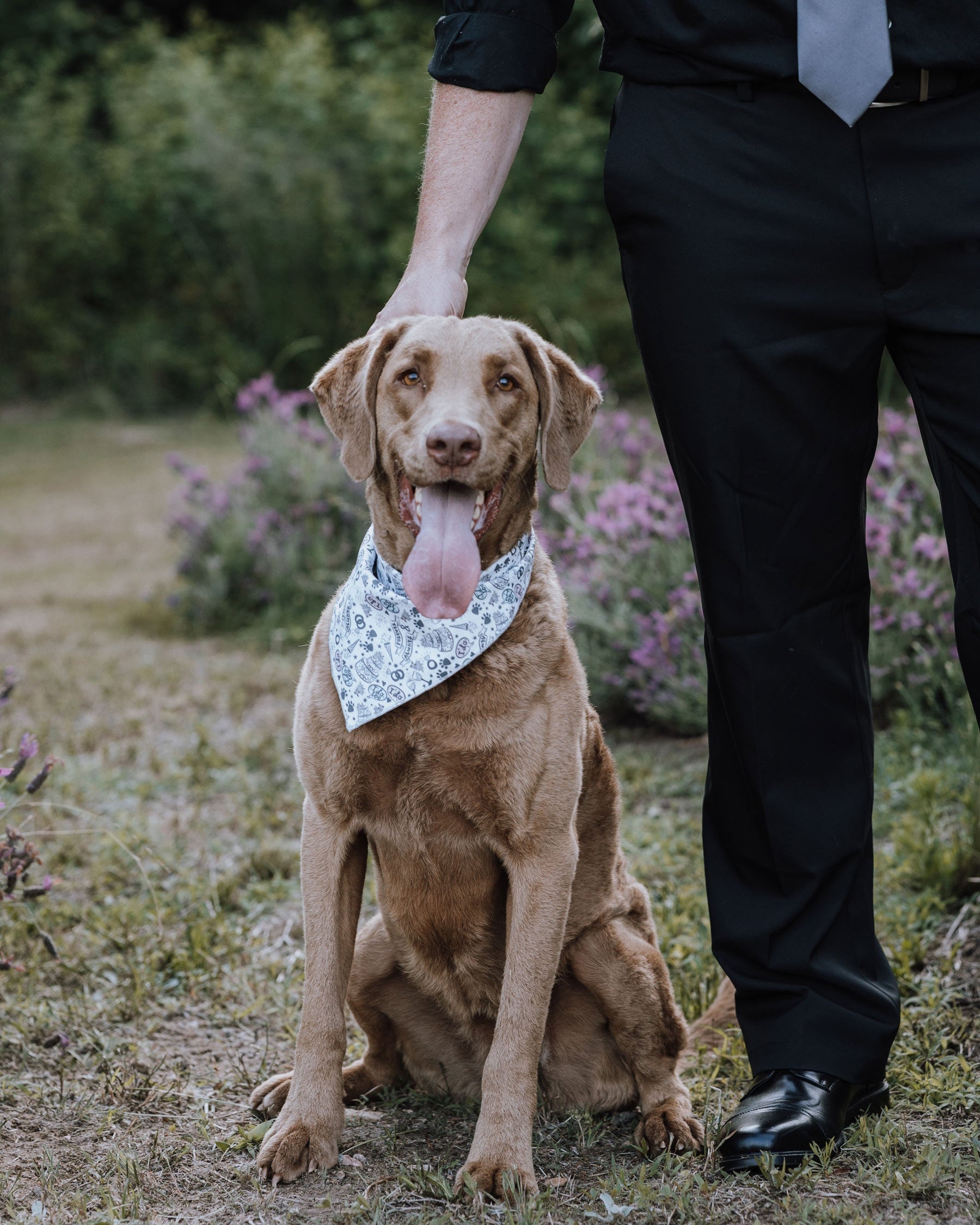 Paws in Love Bandana - Modern Companion