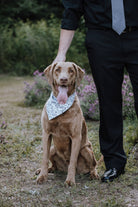 Paws in Love Bandana - Modern Companion