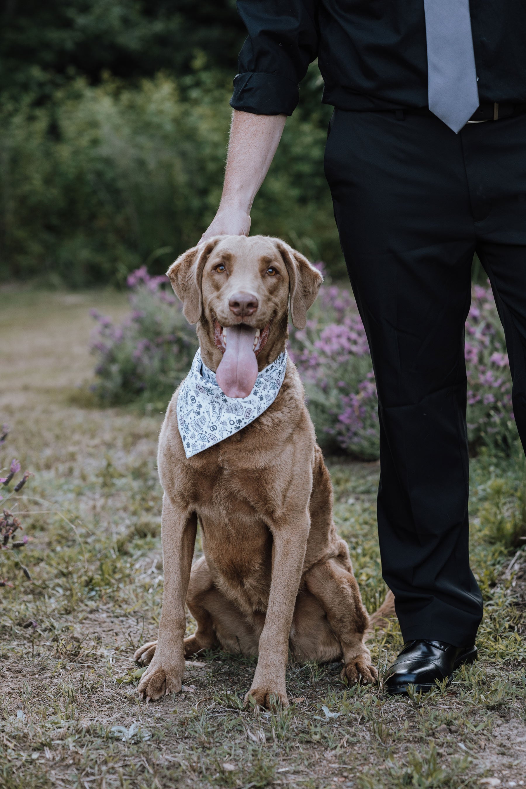 Paws in Love Bandana - Modern Companion