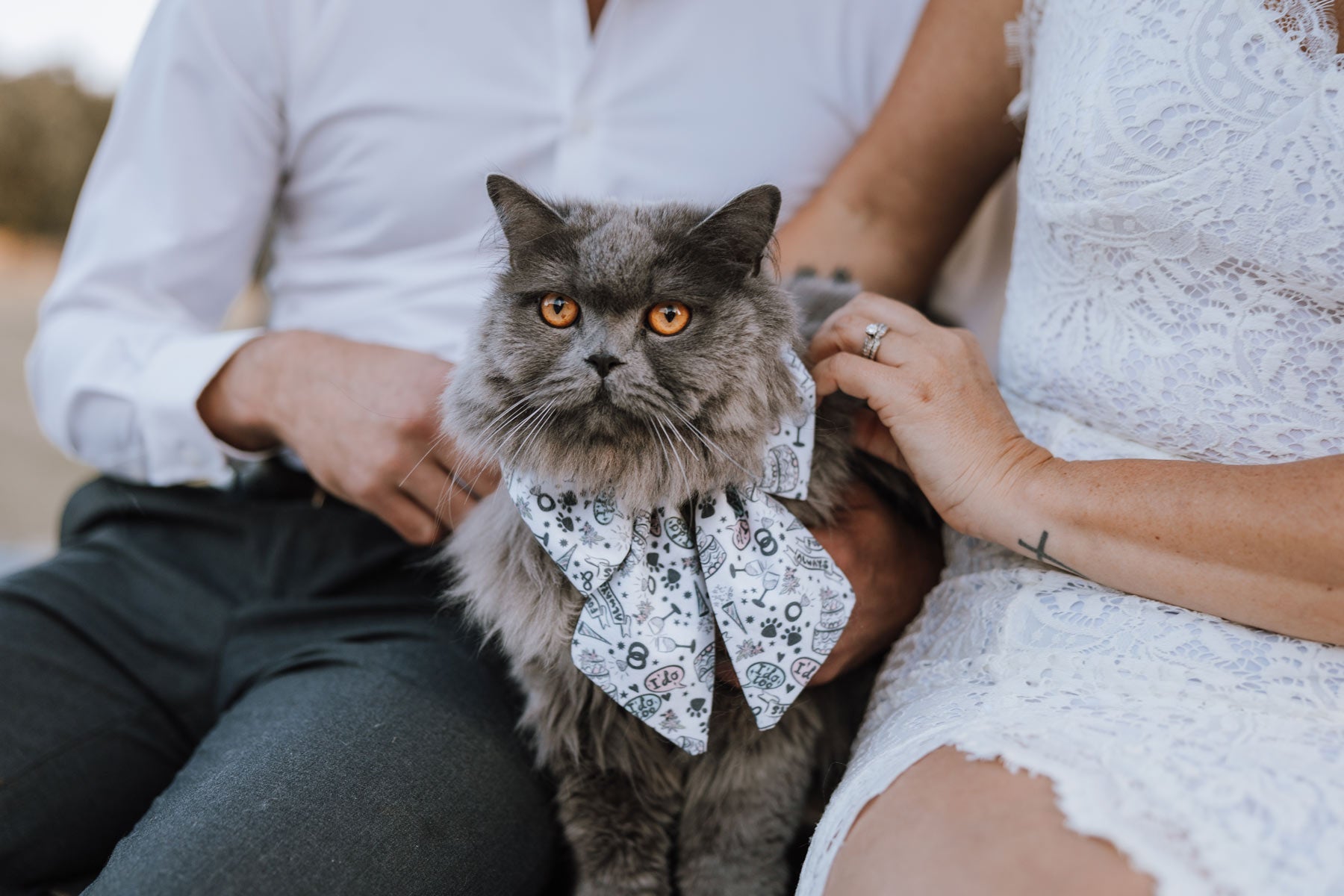 Paws in Love Pet Sailor Bow - Modern Companion