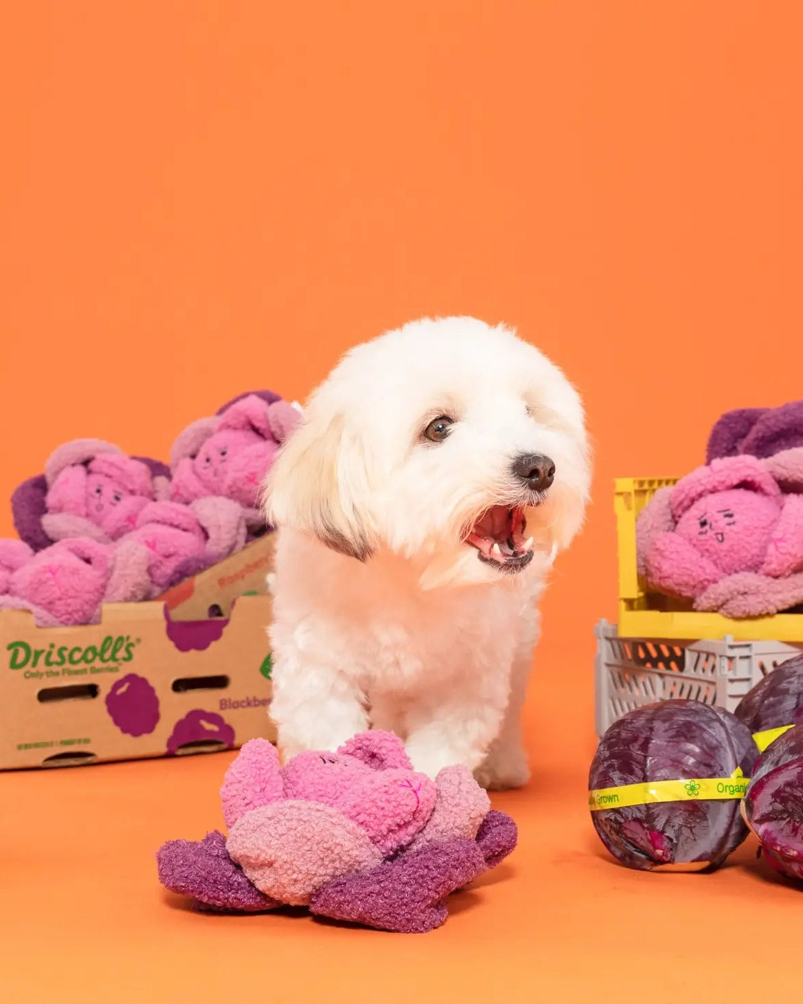 Red Cabbage Nosework Toy - Modern Companion