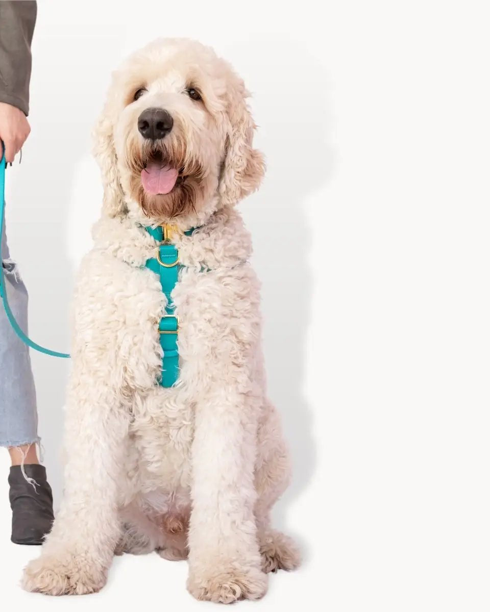 Riot Grwl Vegan Leather Harness - Modern Companion