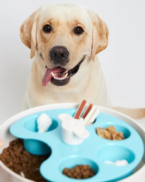 SPIN Interactive Feeder Palette - Modern Companion