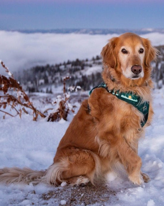 Tahoma Harness - Modern Companion