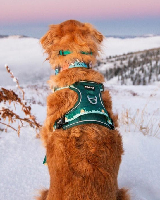 Tahoma Harness - Modern Companion