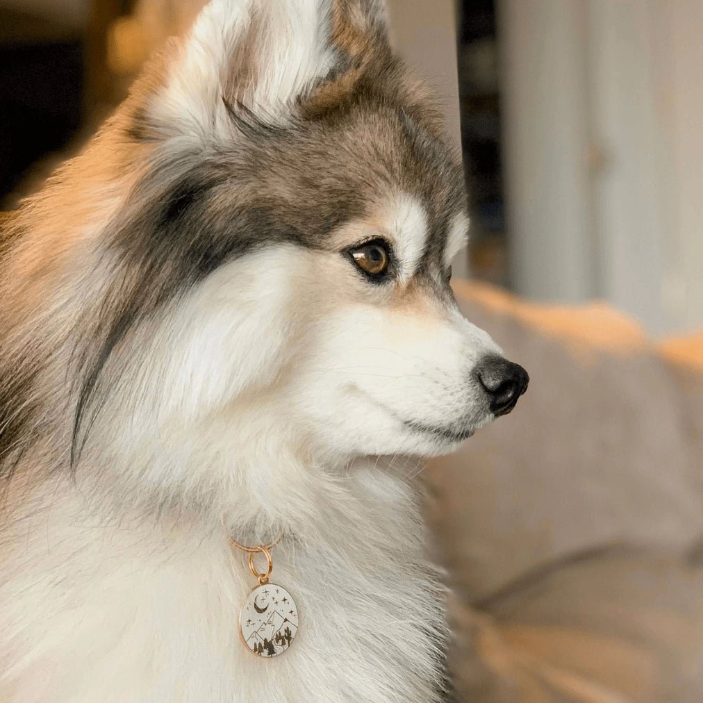 Wanderlust Pet ID Tag - Modern Companion