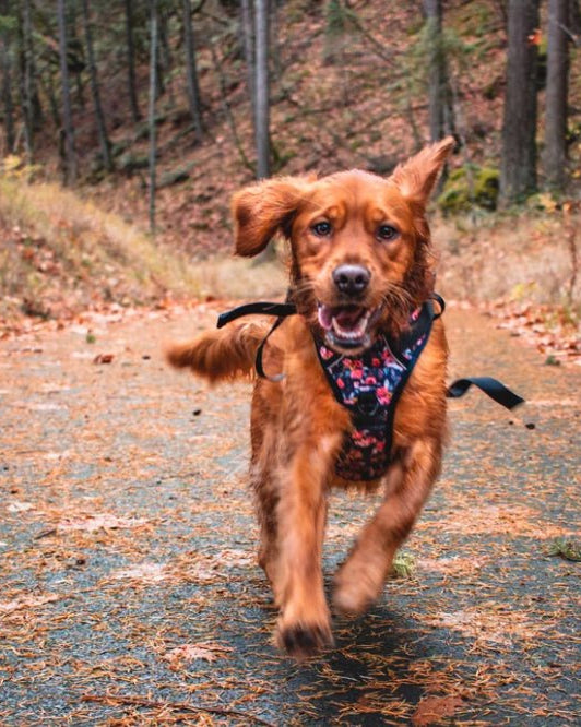 Wild Meadows Adventure Harness - Modern Companion