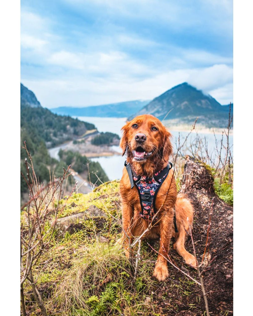 Wild Meadows Adventure Harness - Modern Companion