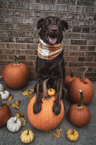 Woodbine Scarf - Modern Companion