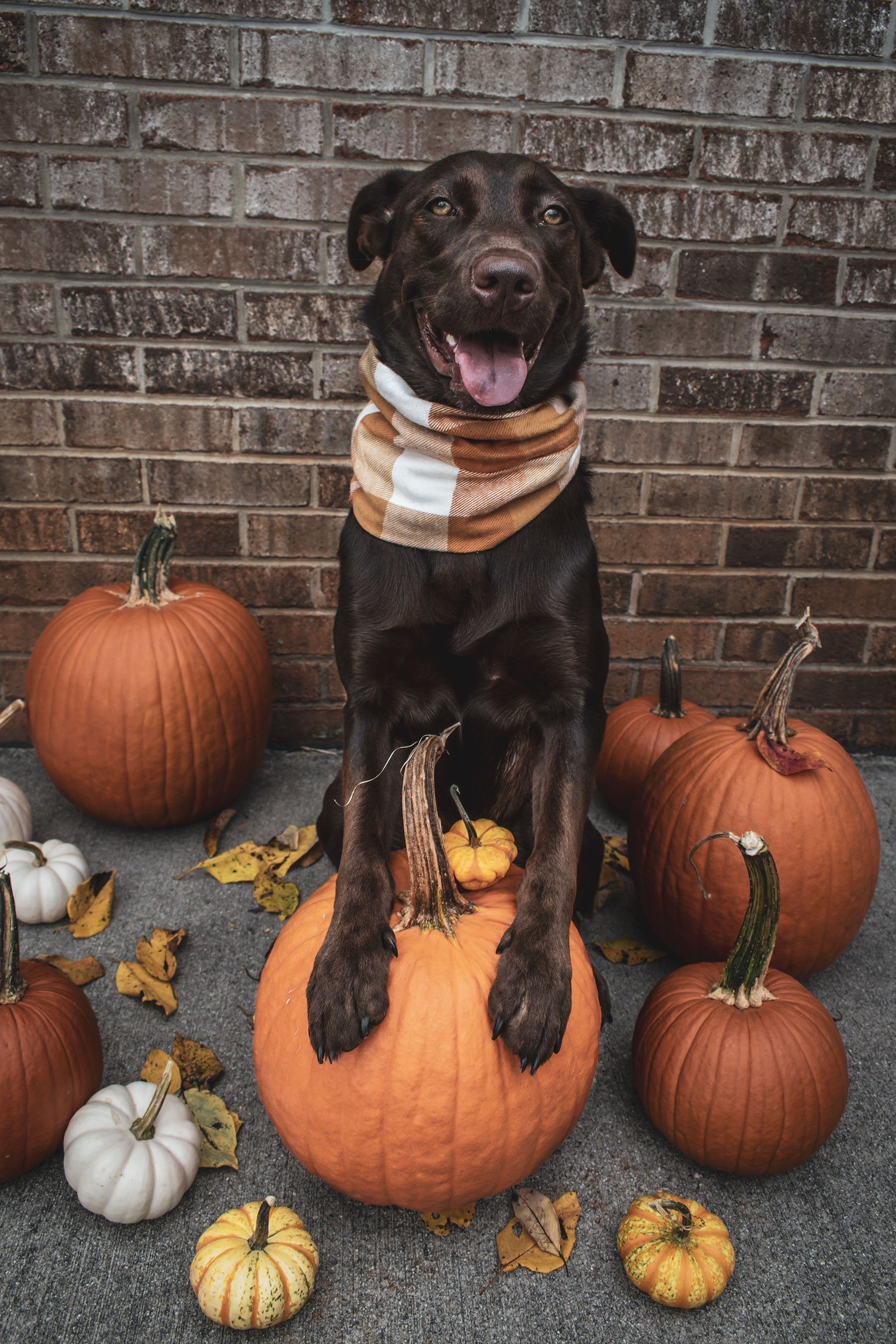 Woodbine Scarf - Modern Companion