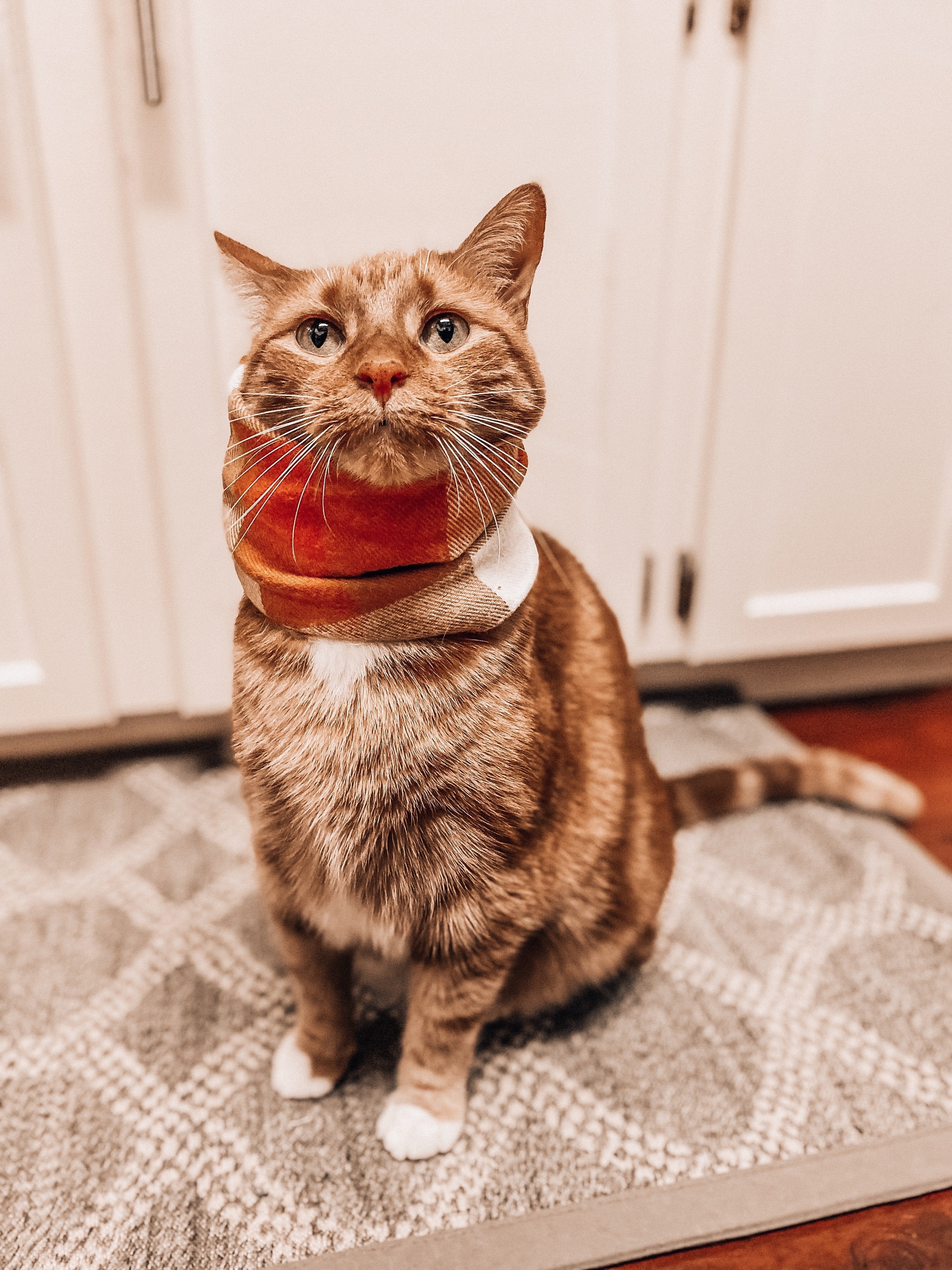 Woodbine Scarf - Modern Companion