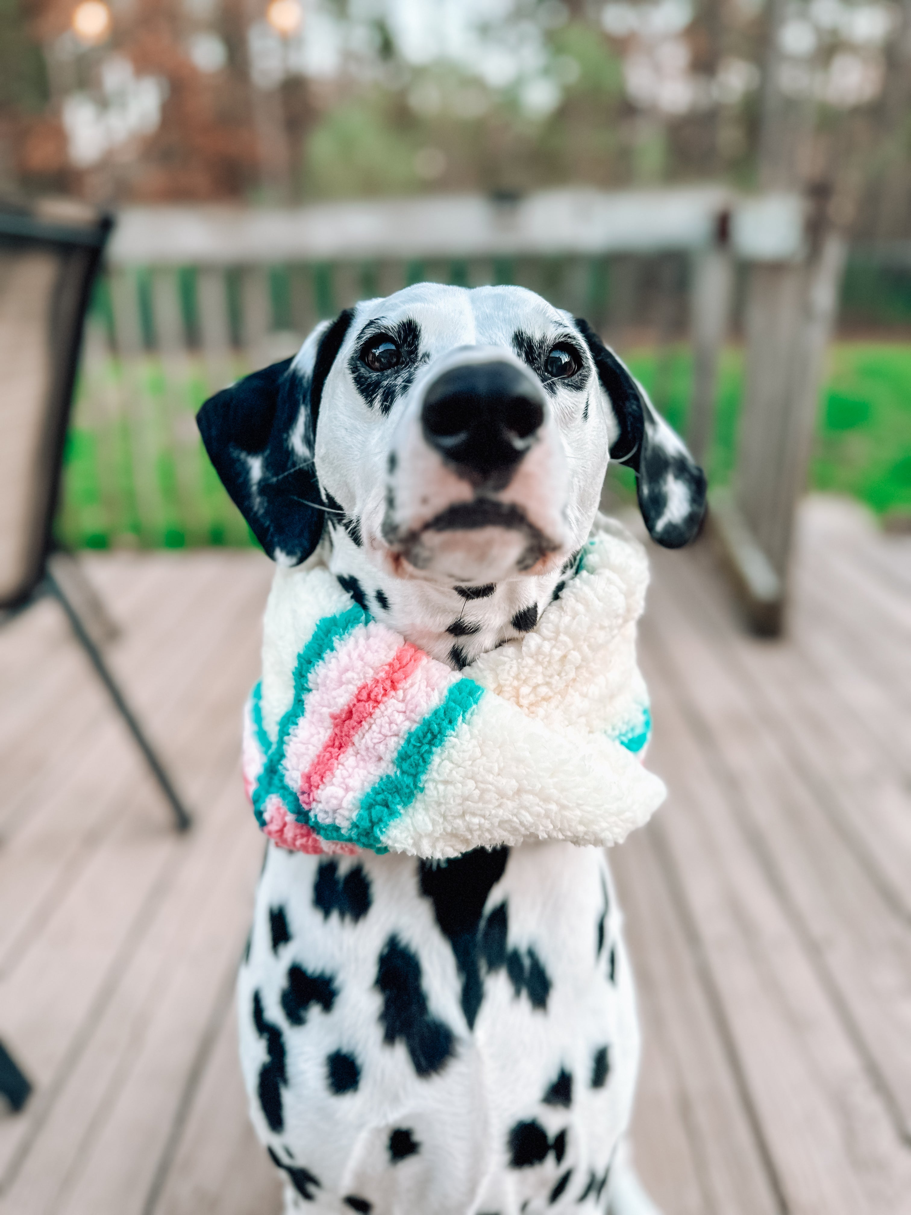 Yeti Pet Scarf - Modern Companion