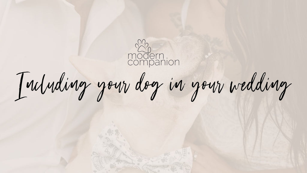 Including your Dog in your Wedding - Modern Companion
