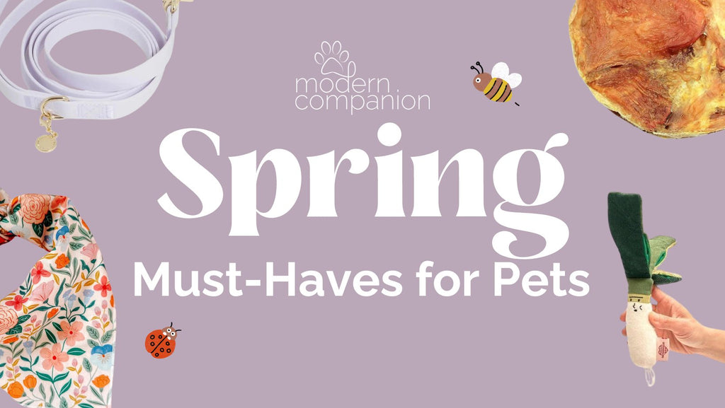 Spring Must-Haves for Pets - Modern Companion