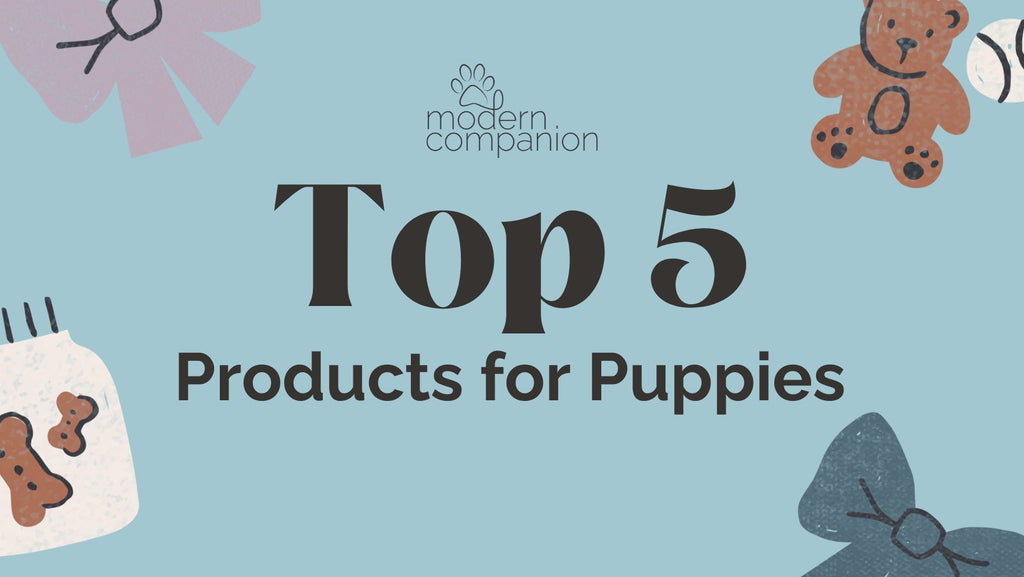 Top 5 Products for Puppies - Modern Companion