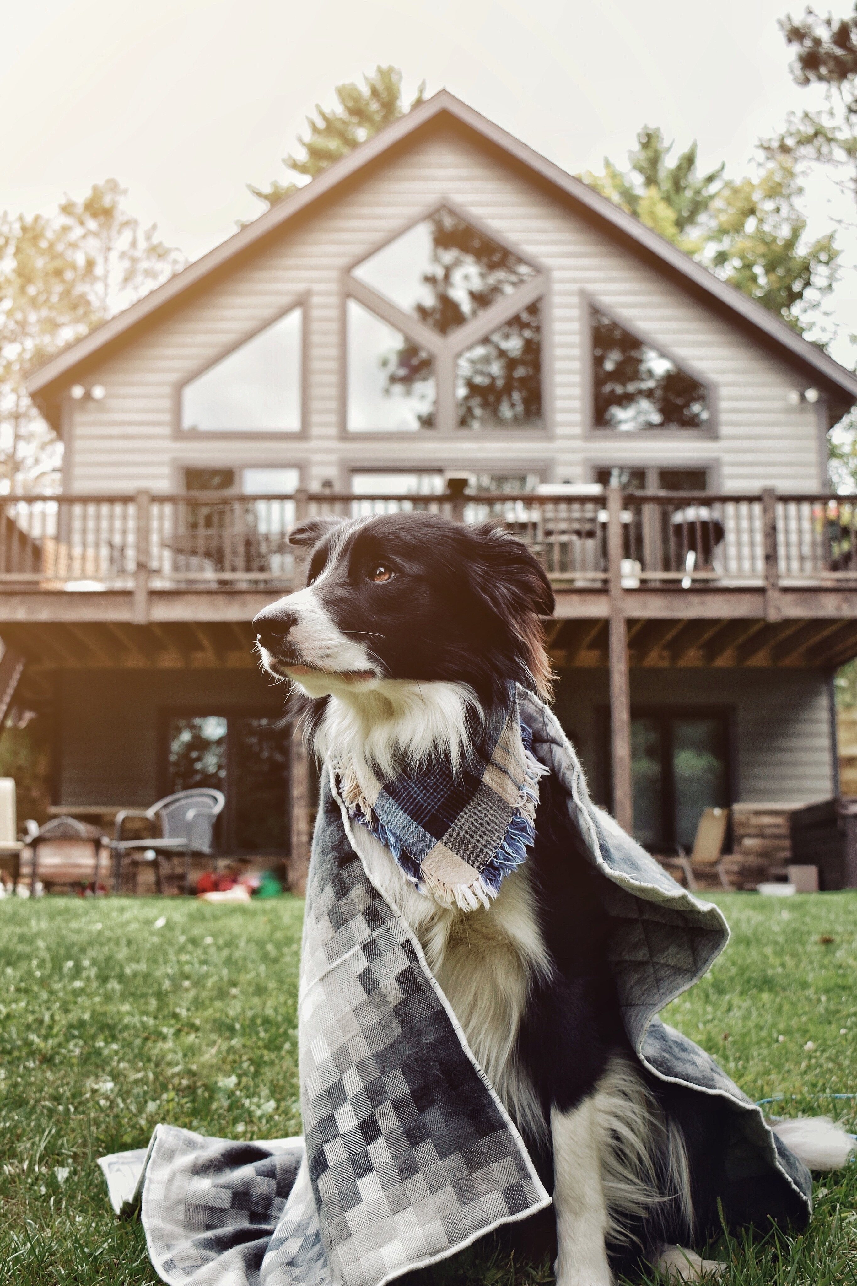 Pet Blankets | Modern Companion