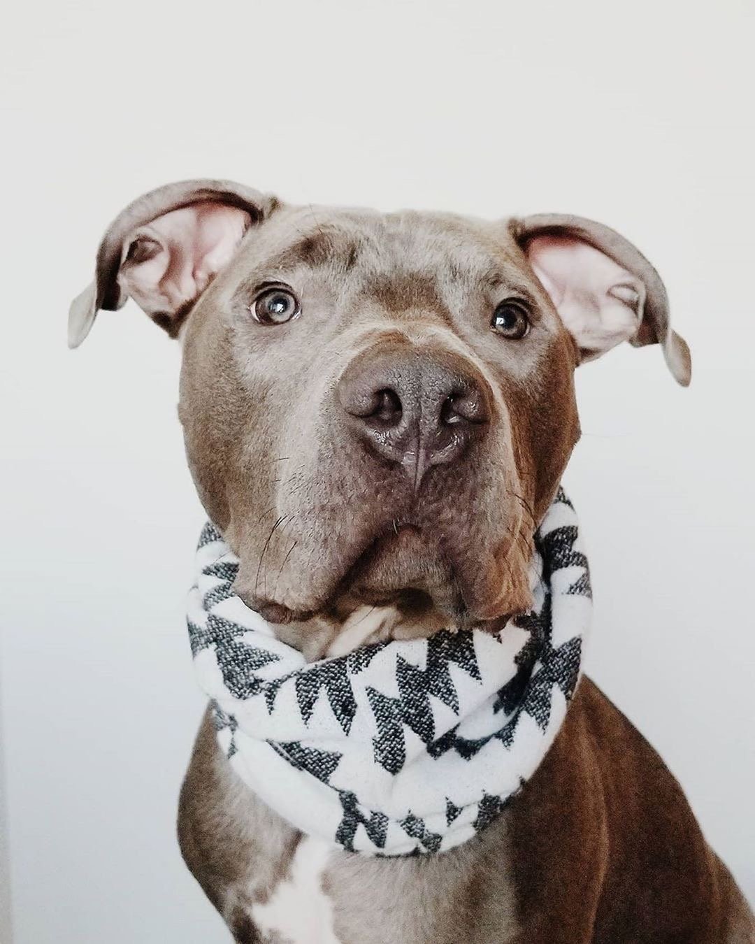 Pet Scarves | Modern Companion