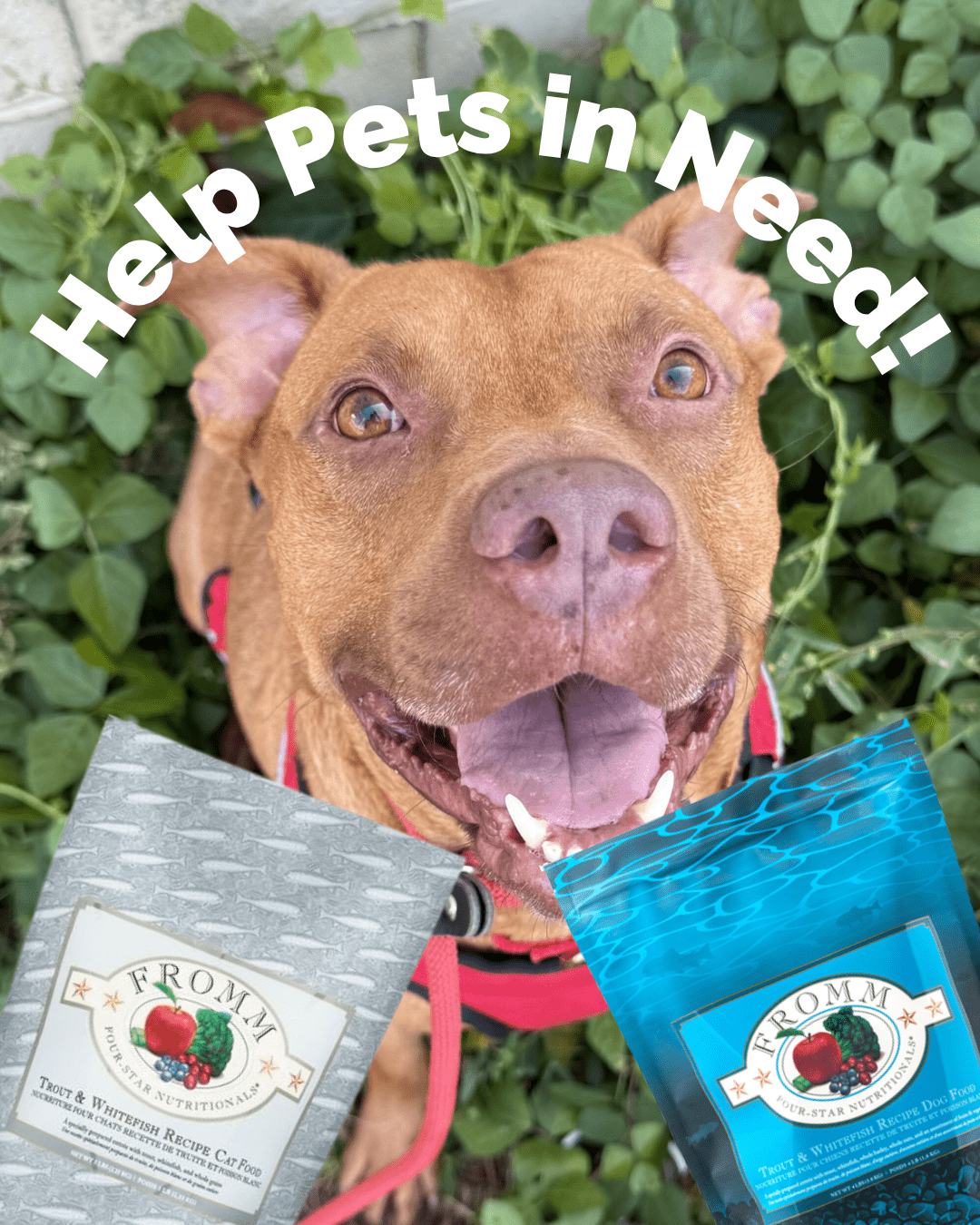 Add a bag of food for our rescue friends! - Modern Companion