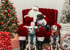 Additional Santa Paws Photo at Modern Companion - Modern Companion