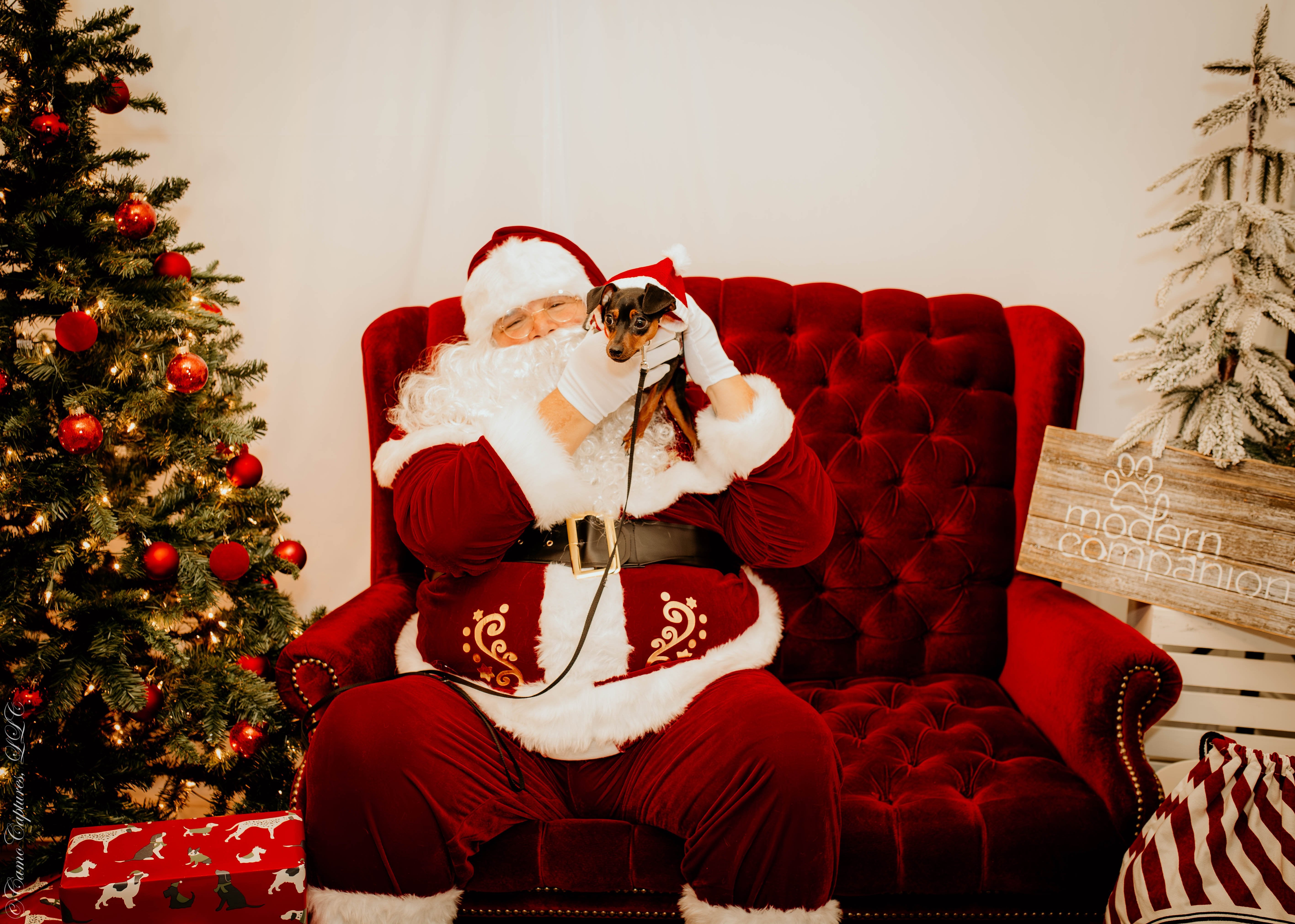 Additional Santa Paws Photo at Modern Companion - Modern Companion