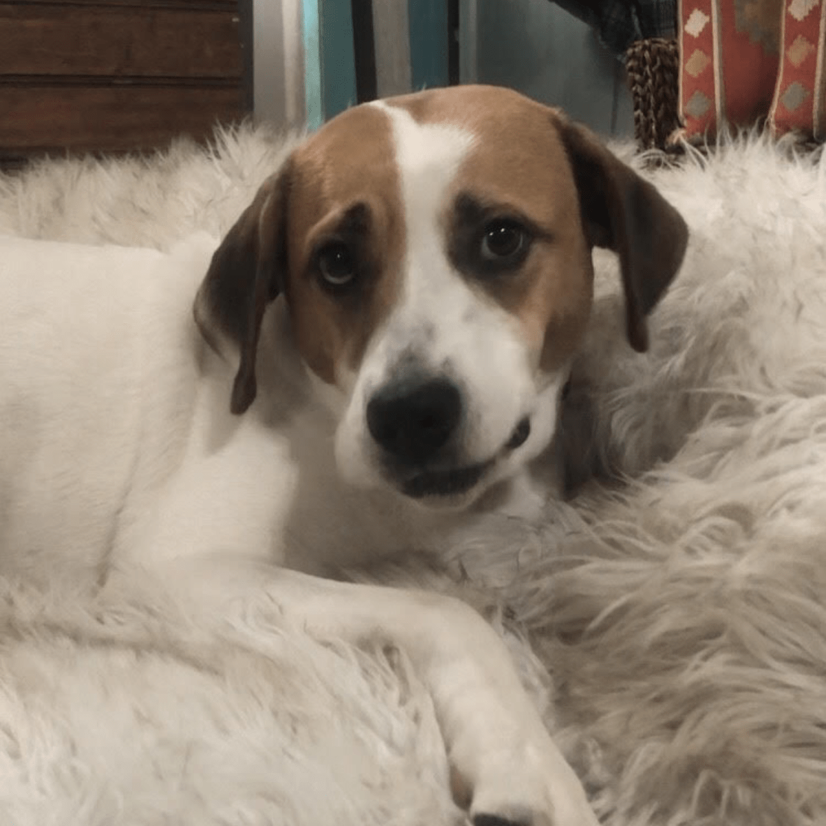 Angel Tree: Annie Pancakes - Modern Companion