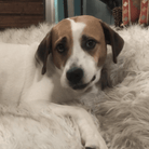 Angel Tree: Annie Pancakes - Modern Companion