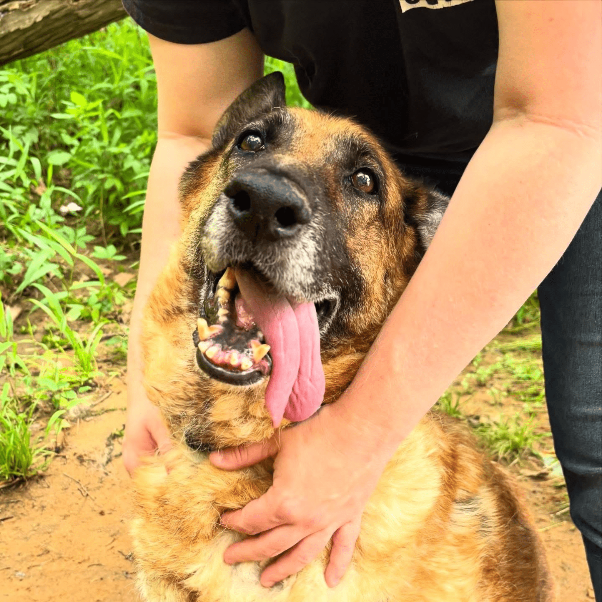 Angel Tree: Barefoot Contessa - Modern Companion