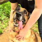 Angel Tree: Barefoot Contessa - Modern Companion