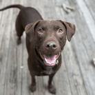 Angel Tree: Bark Twain - Modern Companion