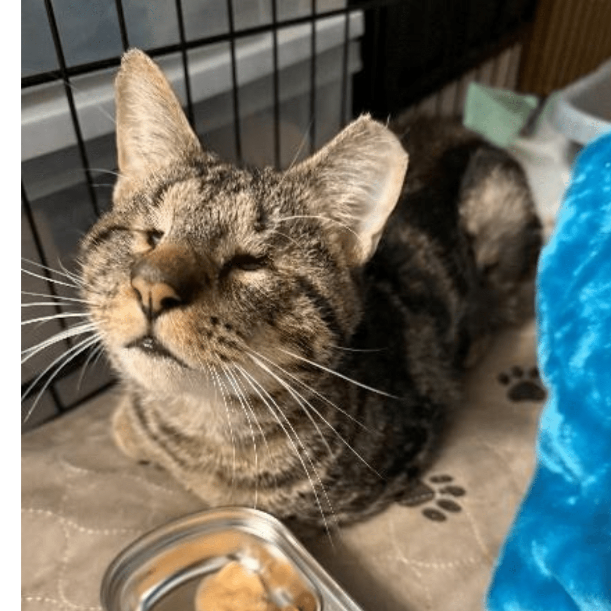 Angel Tree: Brucie - Modern Companion