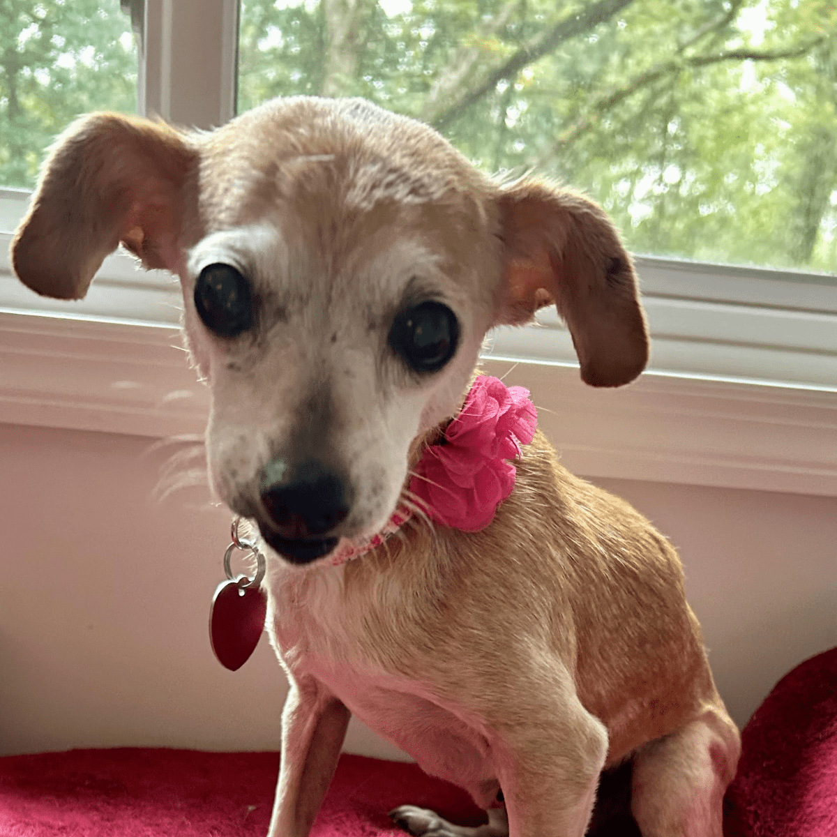 Angel Tree: Dottie - Modern Companion