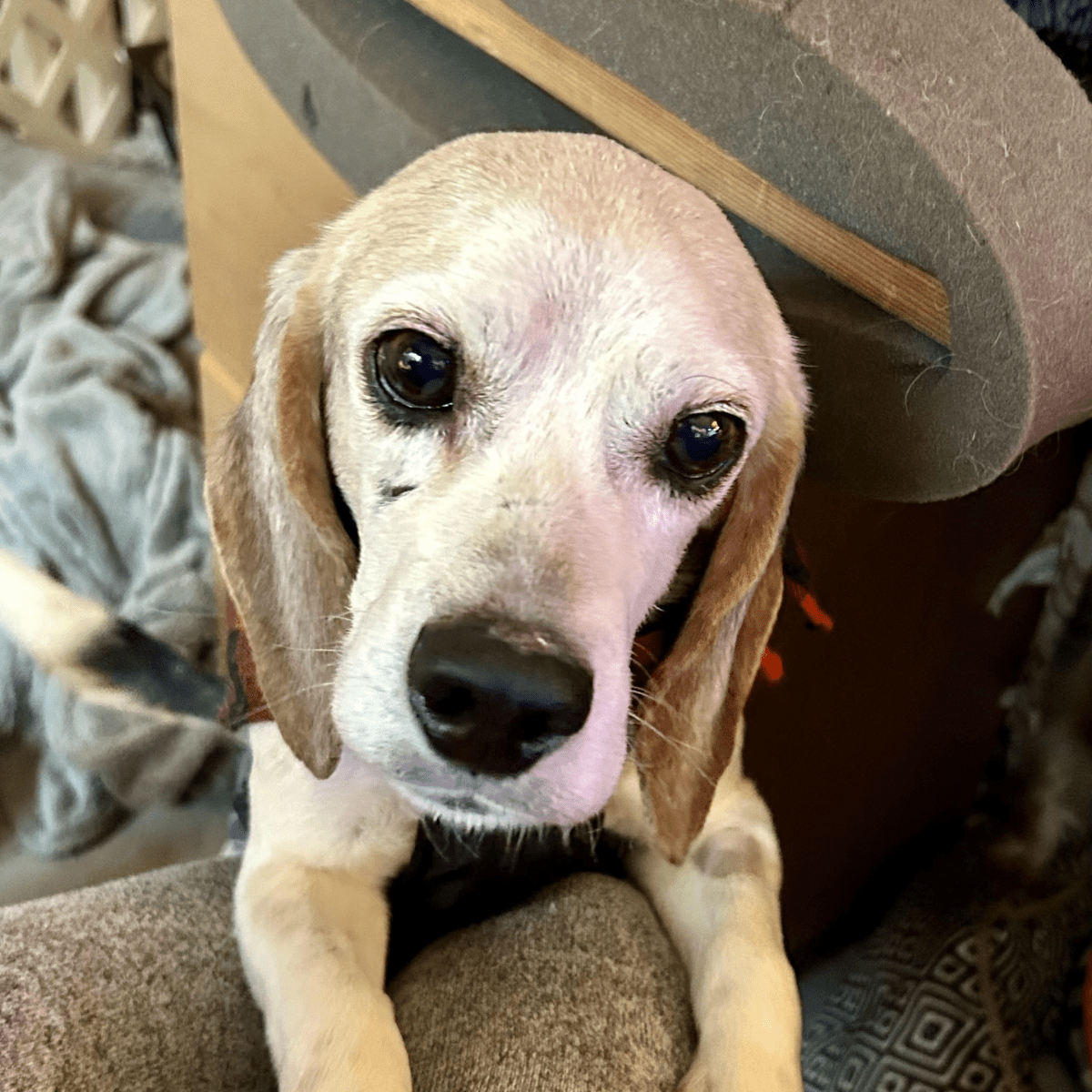 Angel Tree: Duke - Modern Companion