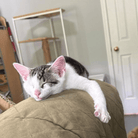 Angel Tree: Echo - Modern Companion