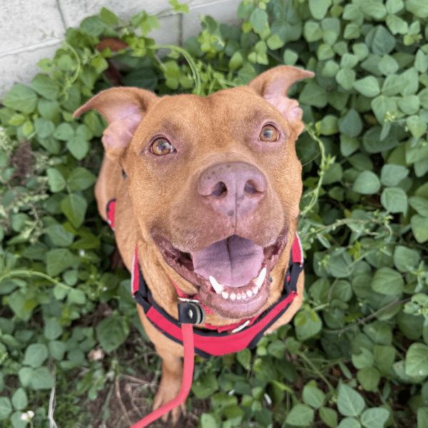 Angel Tree: Good Luck Chuck - Modern Companion