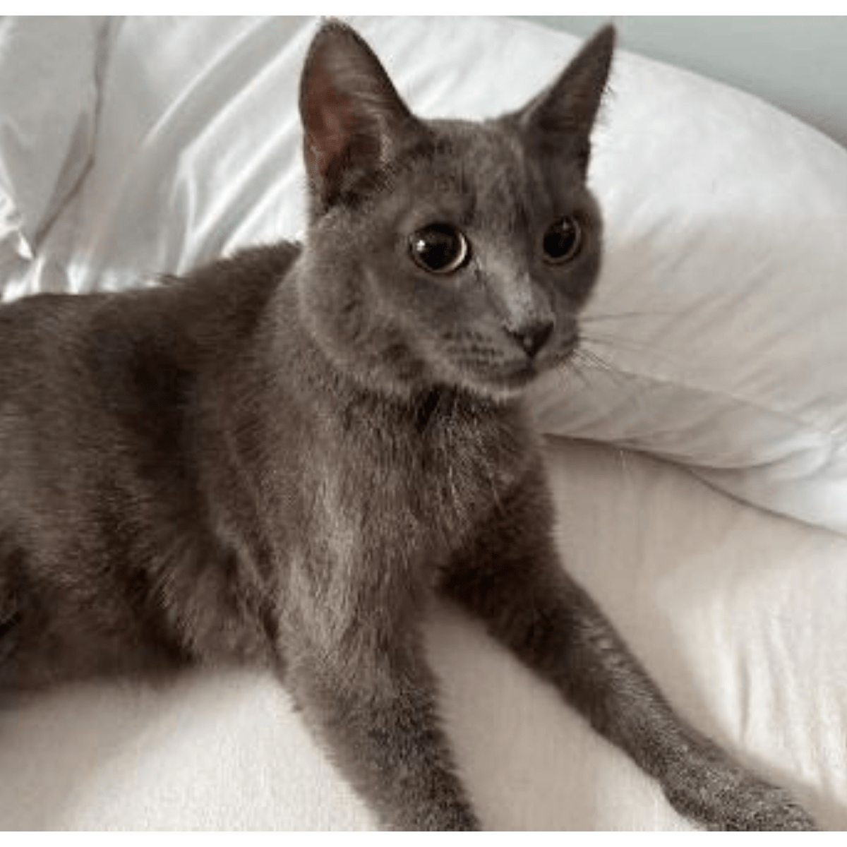 Angel Tree: Grumpy - Modern Companion