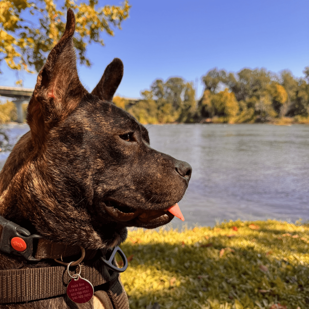 Angel Tree: Jam - Modern Companion