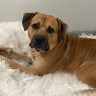 Angel Tree: Luke - Modern Companion