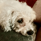 Angel Tree: Maggie Mae - Modern Companion