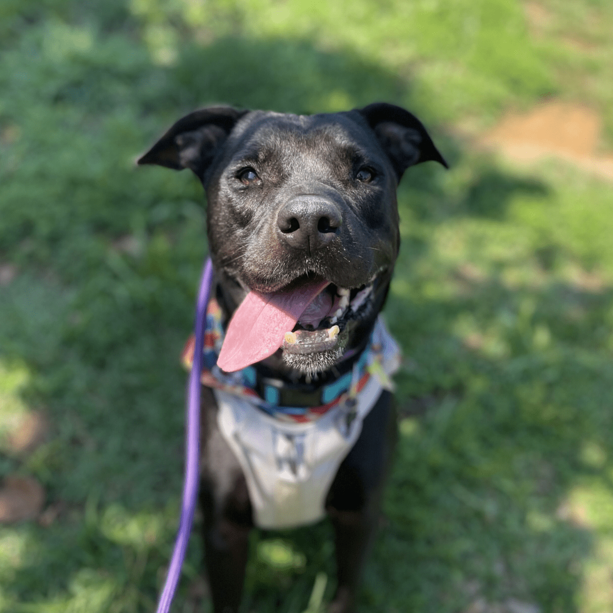 Angel Tree: Peggy Sue - Modern Companion