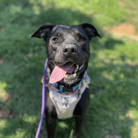 Angel Tree: Peggy Sue - Modern Companion