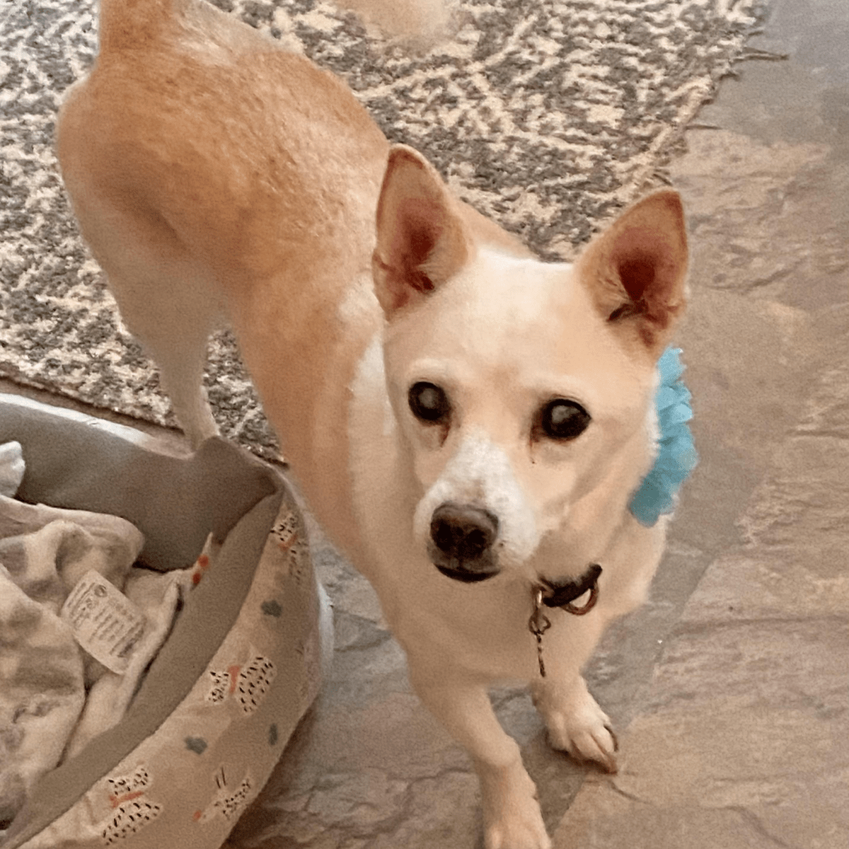 Angel Tree: Phoebe - Modern Companion